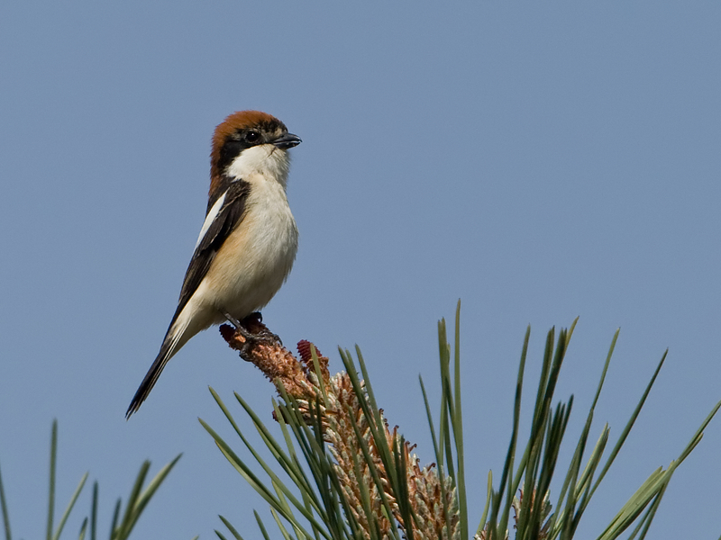 Lanius senator Roodkopklauwier Woodchat Shrike